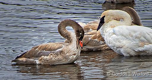 Preening Young Swan_DSCF5308.jpg - And showing its eye's nictitating membraneTrumpeter Swans (Cygnus buccinator) photographed near Maberly, Ontario, Canada.